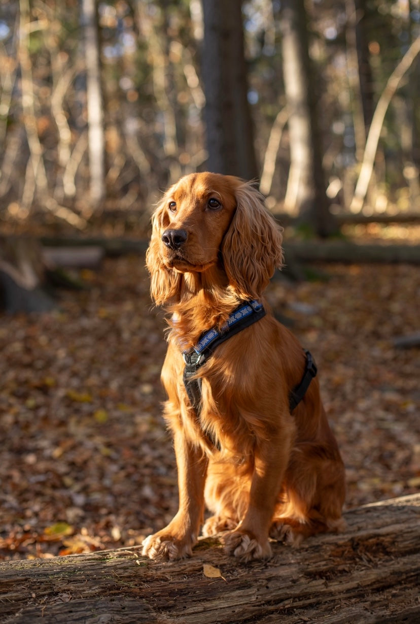 Harness Mini Reflex