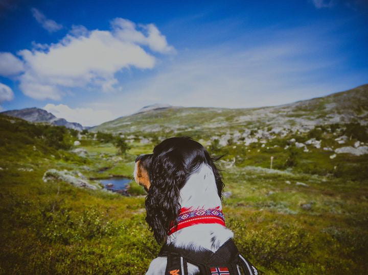Mira fodrad halsband reflex