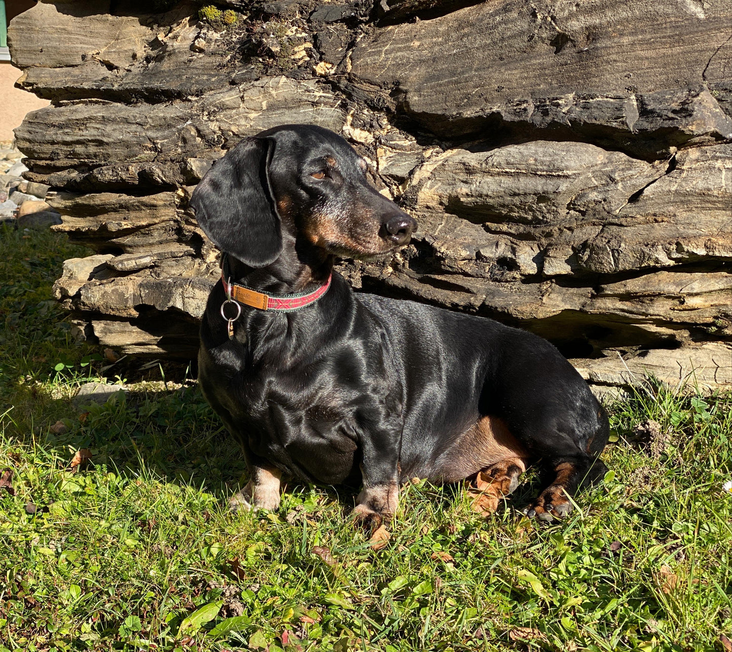 Mini halsband spänne