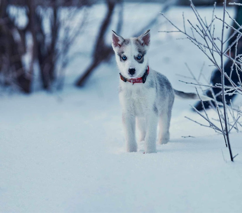Mini halsband spänne reflex